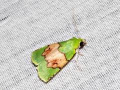 Lophocrama phoenicochlora