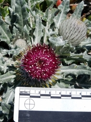 Cirsium occidentale compactum