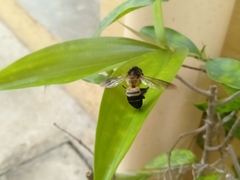 Apis dorsata breviligula