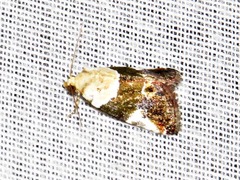 Hypercodia wheeleri