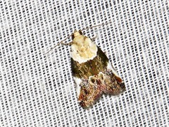 Hypercodia wheeleri