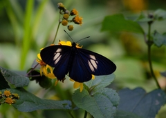 Altinote ozomene nox