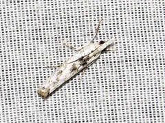 Crambus sparsellus