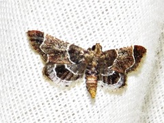 Pyralis albilautalis