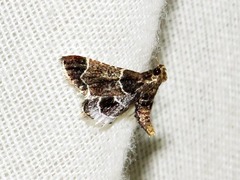 Pyralis albilautalis