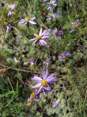 Galatella angustissima