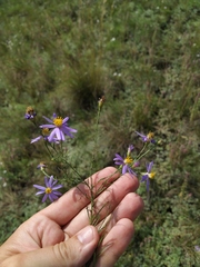 Galatella angustissima