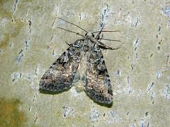 Anaplectoides