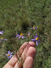 Galatella angustissima
