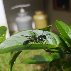 Eremnophila
