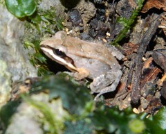 Leptodactylus albilabris