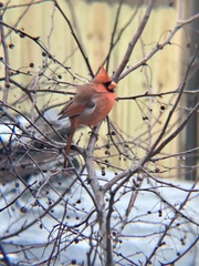 Cardinalis cardinalis