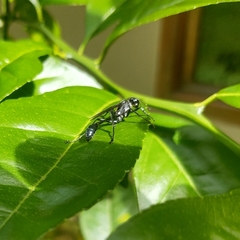 Eremnophila