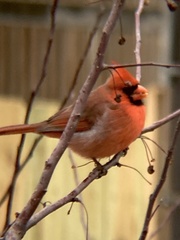 Cardinalis cardinalis