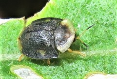 Cassida guttipennis