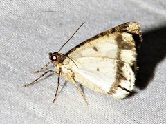 Xylopteryx arcuata