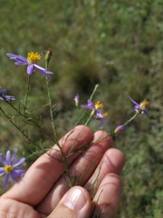 Galatella angustissima