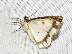 Xylopteryx arcuata