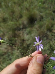 Galatella angustissima