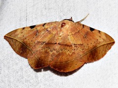Hypopyra capensis