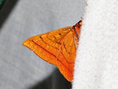 Hypopyra capensis