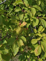 Prunus padus