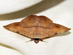 Hypopyra capensis