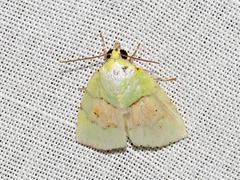 Lophocrama phoenicochlora