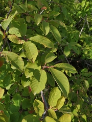 Prunus padus