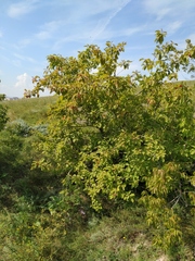 Prunus padus