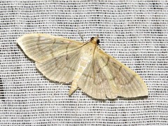 Poliobotys ablactalis