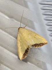 Phytometra subflavalis