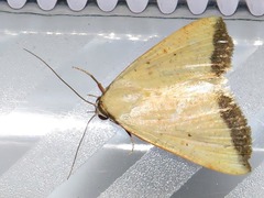 Phytometra subflavalis