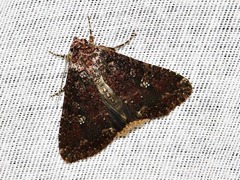 Condica capensis