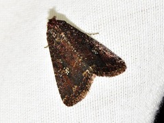 Condica capensis