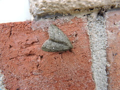 Paleacrita merriccata