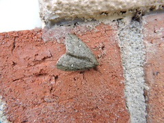 Paleacrita merriccata