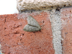 Paleacrita merriccata