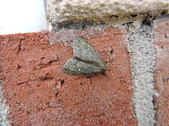 Paleacrita merriccata