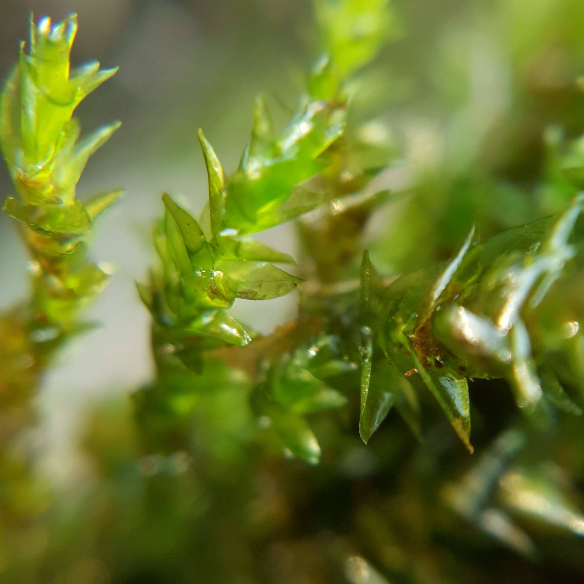 Moss Carpet Photograph by Nik Catalina - Pixels