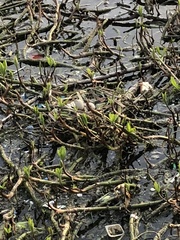 Gallinula chloropus