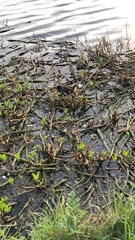 Gallinula chloropus