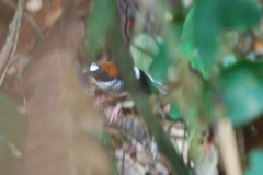 Enicurus ruficapillus