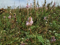 Hedysarum gmelinii