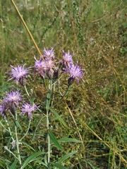 Saussurea amara