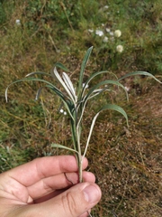 Saussurea amara