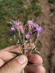Saussurea amara