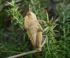 Ocnerodes fallaciosus