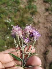 Saussurea amara
