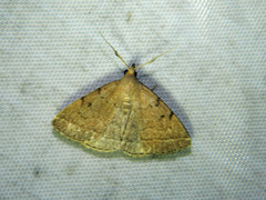 Zanclognatha protumnusalis